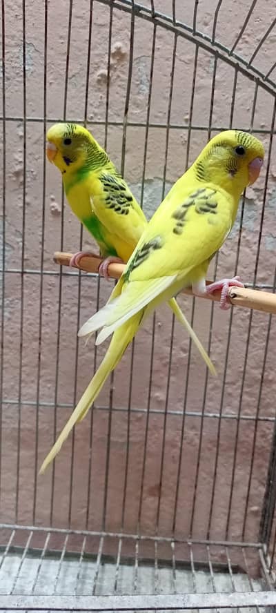 Budgies (Bajri) Australian Parrots In Beautiful Colors