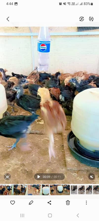Australorp, Australop,rir