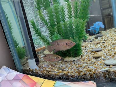 Red Jewel and Convict Cichlids for Sale