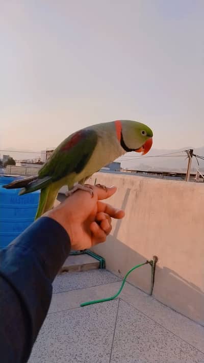 Raw Parrot Pair For Sale