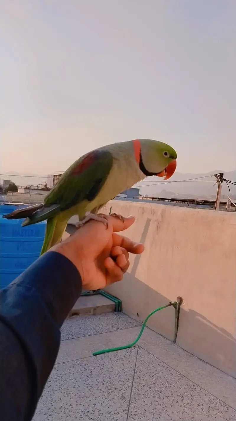 Raw Parrot Pair For Sale