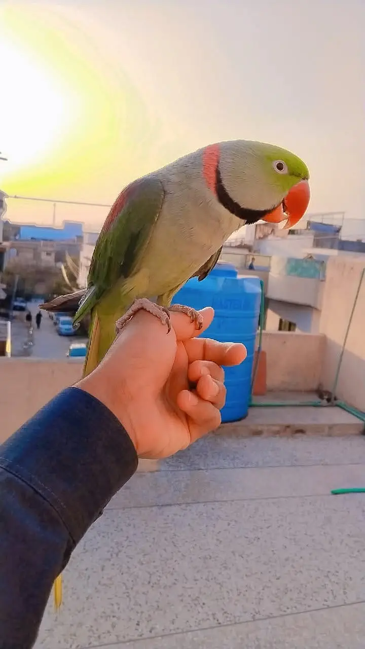 Raw Parrot Pair For Sale — photo 2