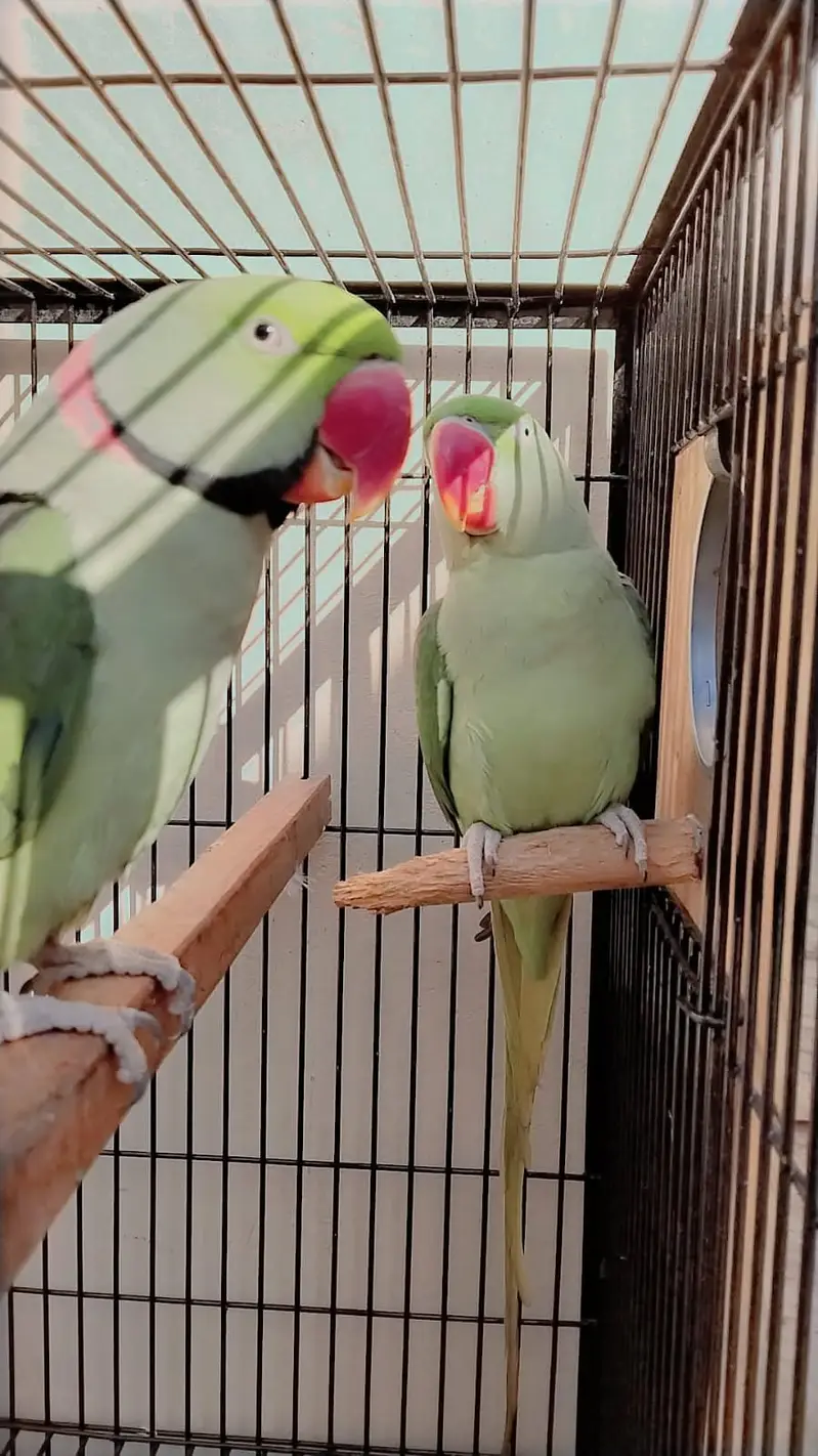 Raw Parrot Pair For Sale — photo 3