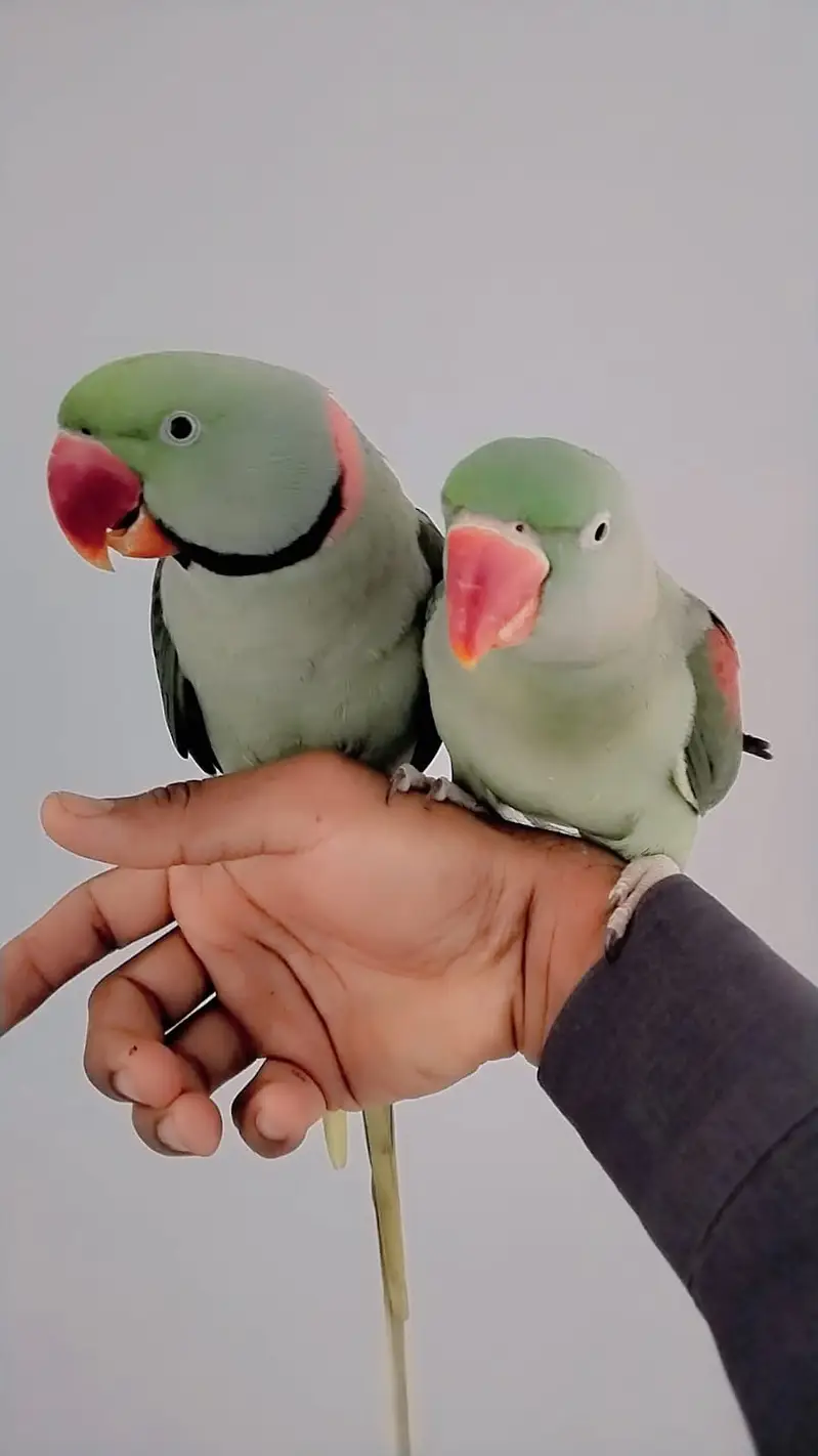 Raw Parrot Pair For Sale — photo 4