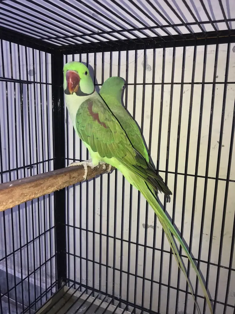 Raw Parrot Pair For Sale — photo 5