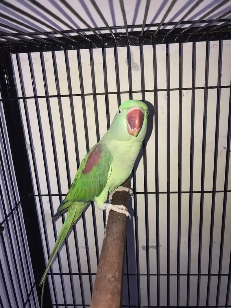 Raw Parrot Pair For Sale — photo 6