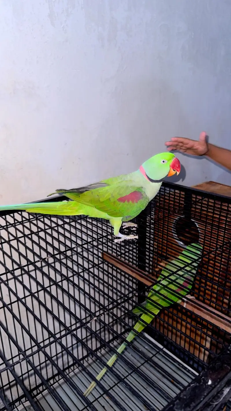 Raw Parrot Pair For Sale — photo 7