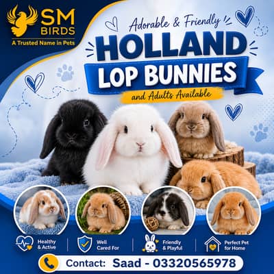 Rabbits | Different Breeds | High Quality Rabbits | Bunnies