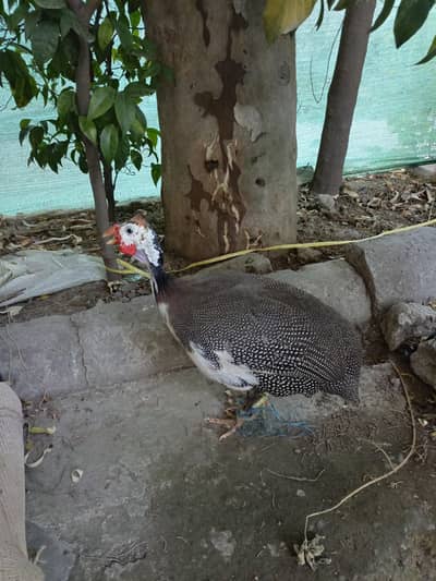 Guinea Fowl
