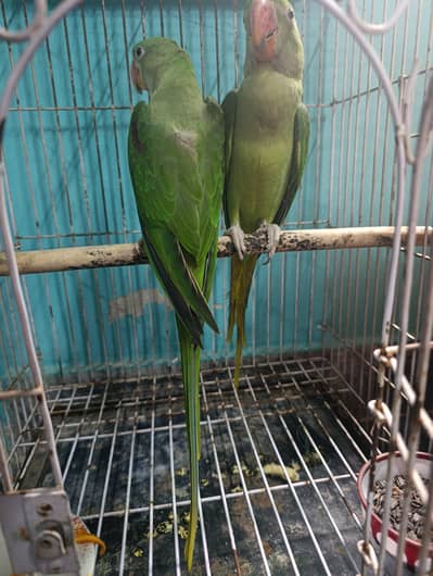 Full jumbo size raw parrot pair for sale