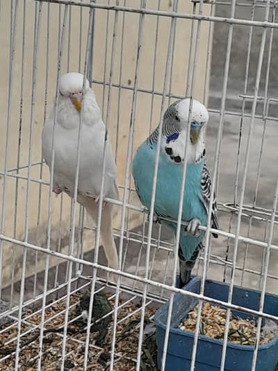 Exhibition & Lovebirds pairs for sale