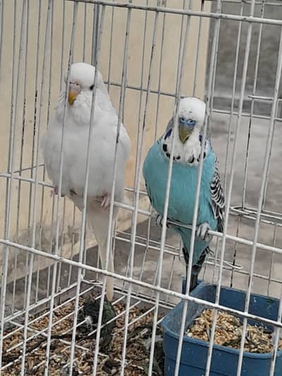 Exhibition pair for sale
