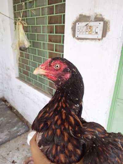 2 pathy or 4 murghian for sale location Attock city