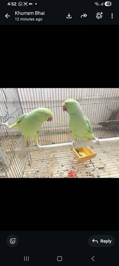 ringneck pair jambo size
