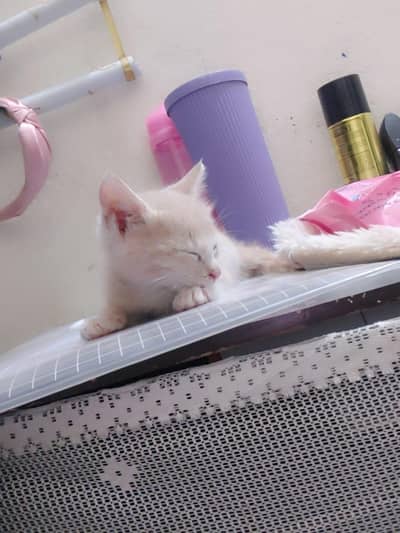 2 cute healthy & playful kittens for sale