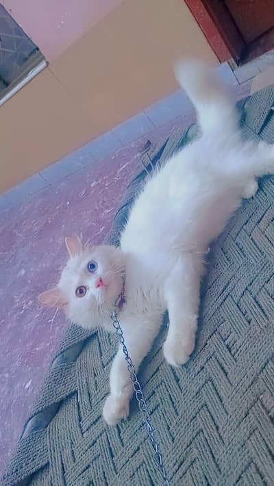 white Persian cat healthy and playful