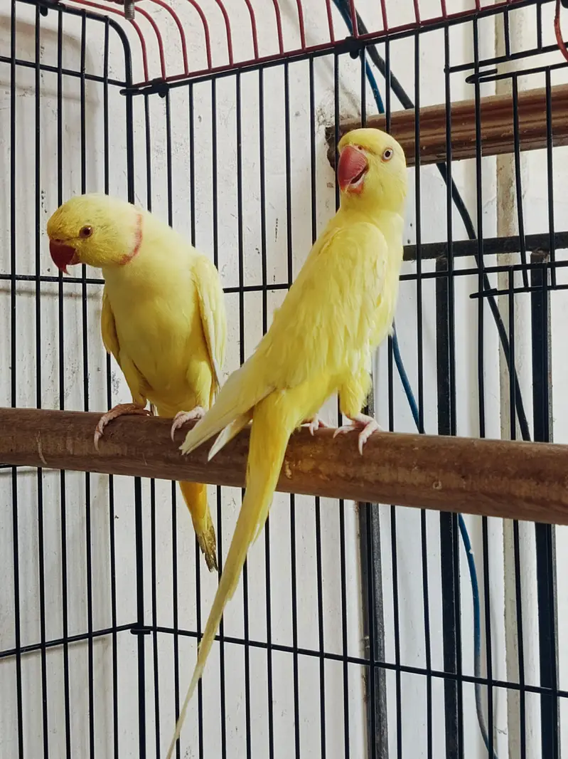 Yellow Ringneck Breeder Pair