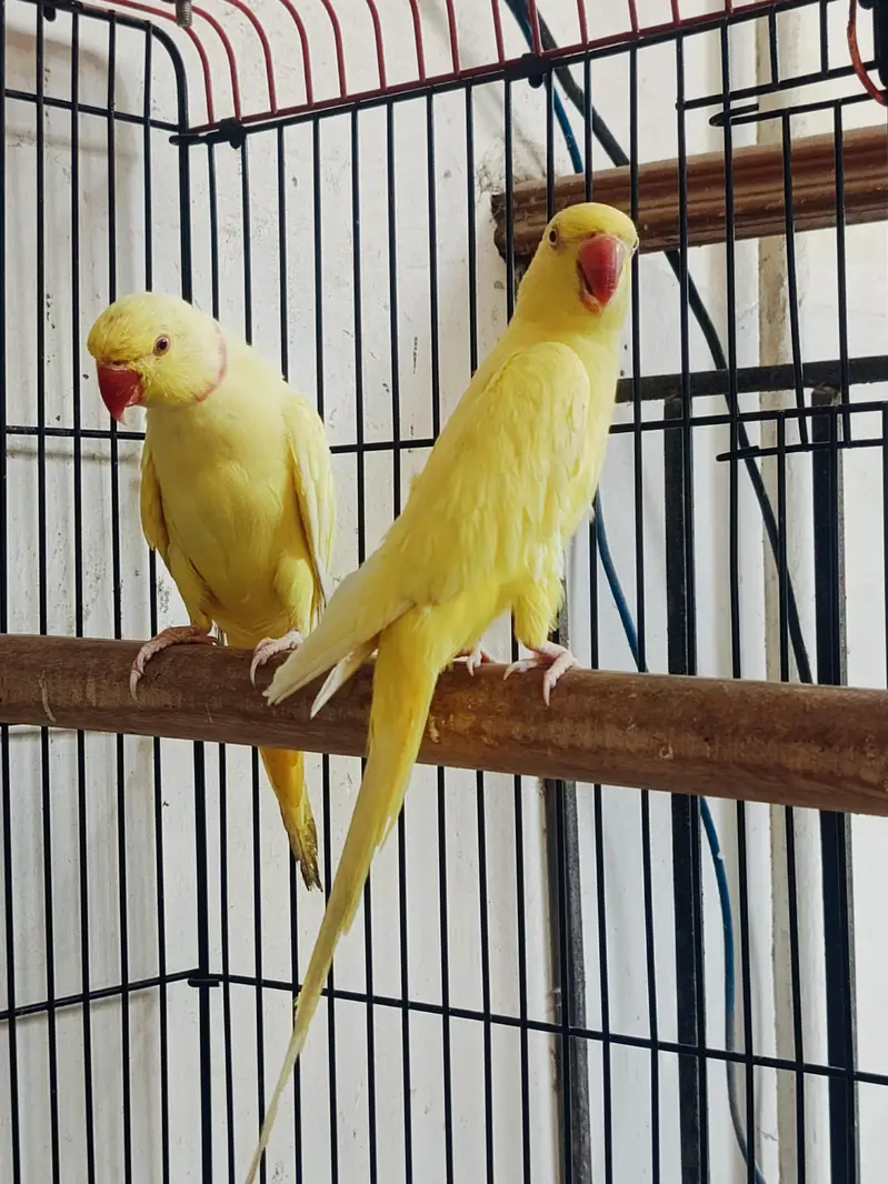 Yellow Ringneck Breeder Pair — photo 2