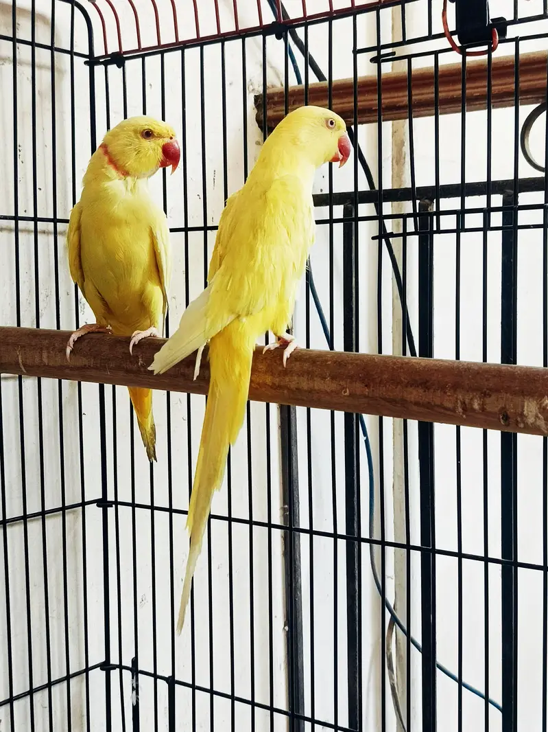 Yellow Ringneck Breeder Pair — photo 3