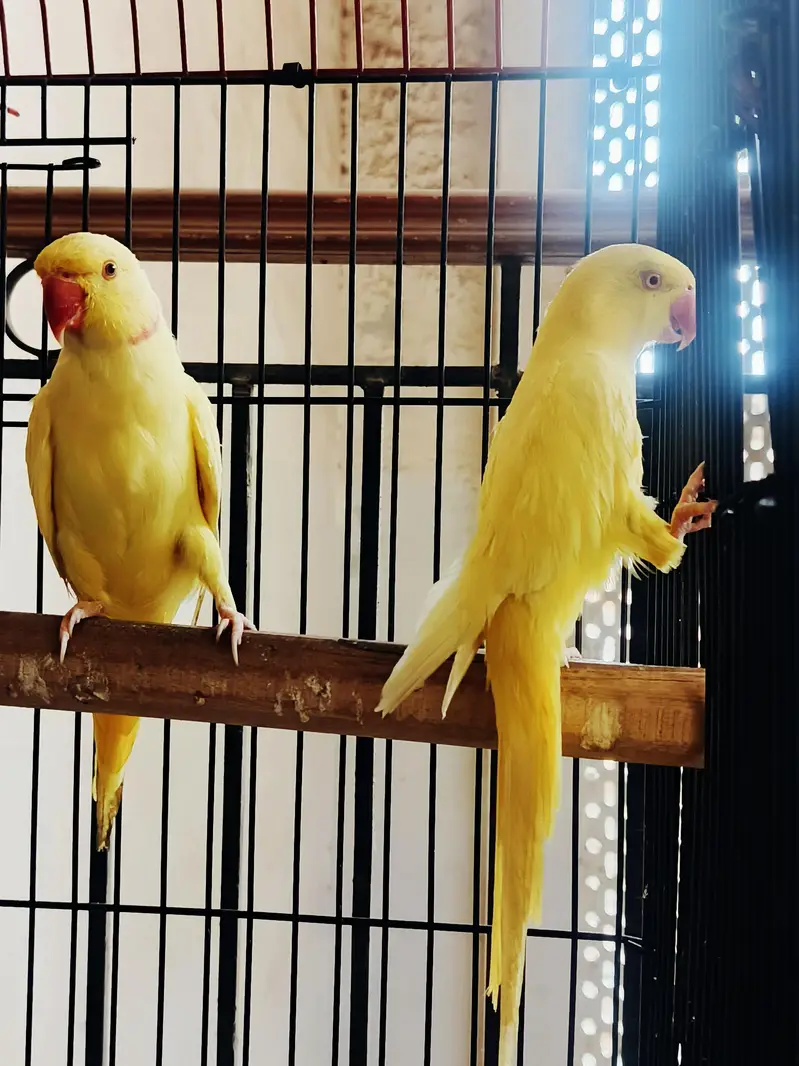 Yellow Ringneck Breeder Pair — photo 4
