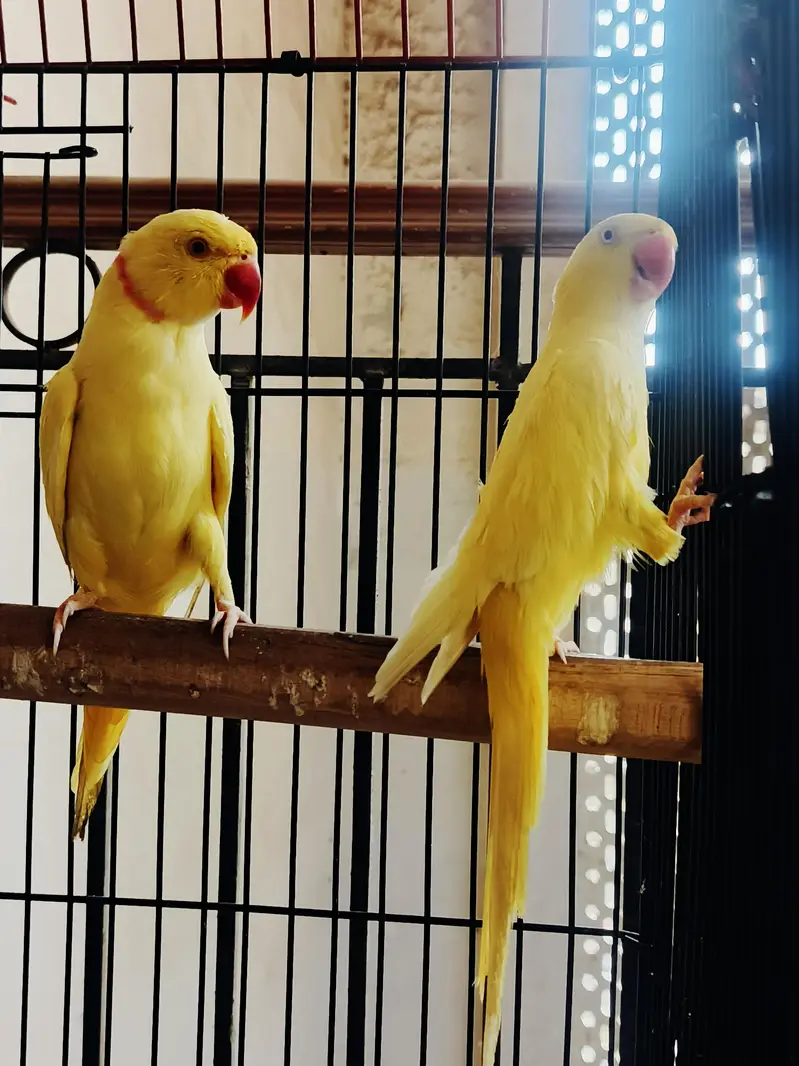 Yellow Ringneck Breeder Pair — photo 5