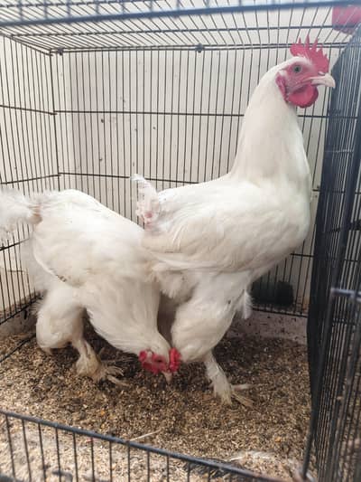 white buff 5-6 months age