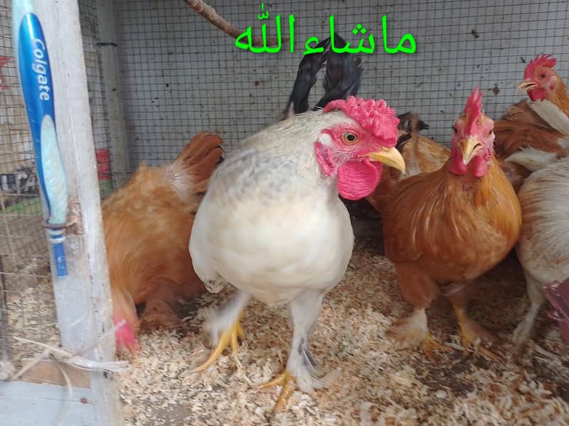 Fancy Male/Cock 0