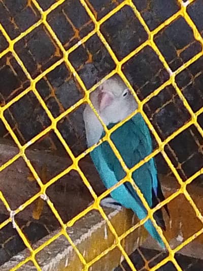 parrot