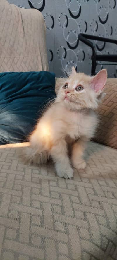 cute playful kitten for sale