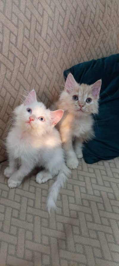 cute playful kitten for sale