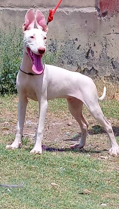 kohati Gultair male dog for sale