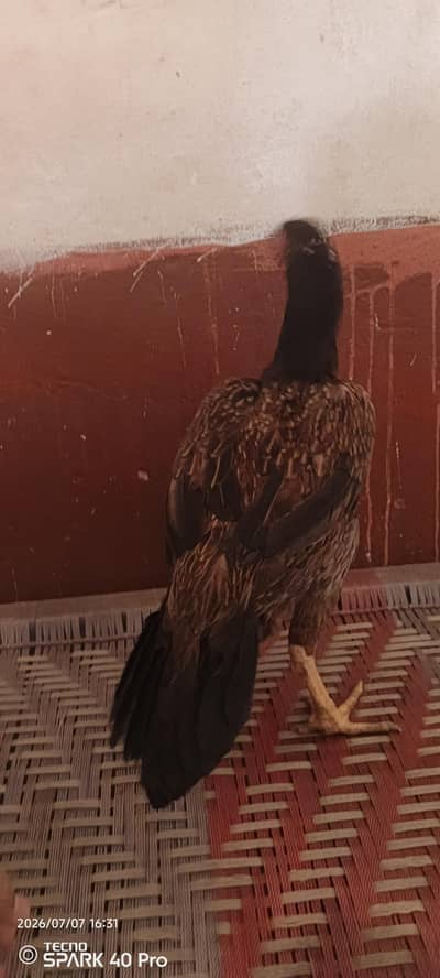 aseel mianwali
