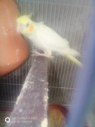 red eyes cocktail parrot