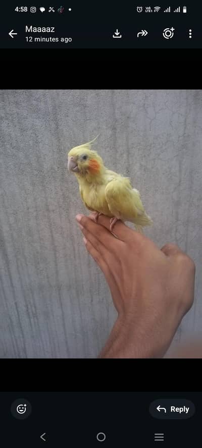 one of rare and iconic species of cocktail