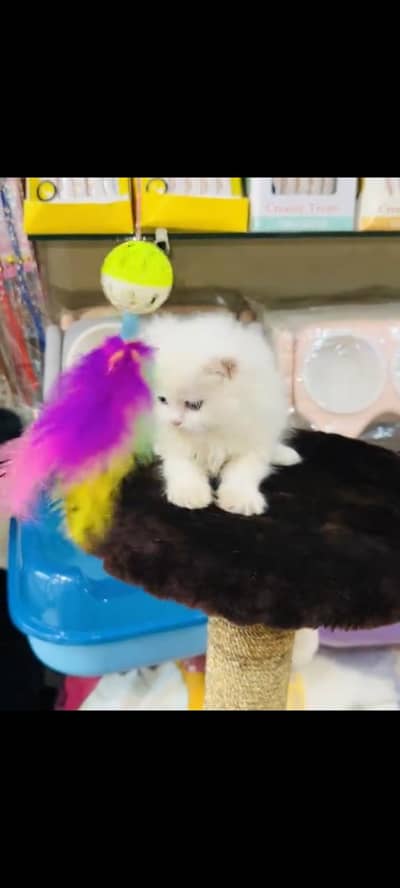 persian cat for sale MywatsapppNumber 0329-70-45-785