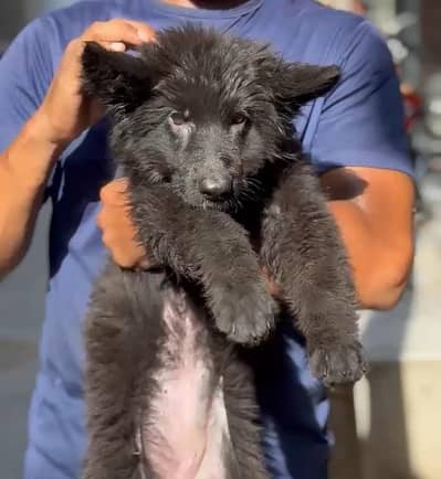 Black German Shepherd Pupps |Pink Pediggred German Shepherd Puup | Gsd