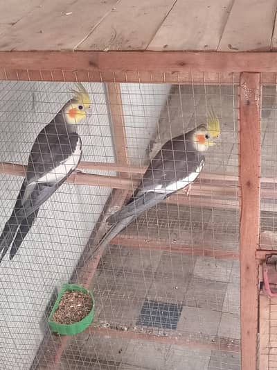 argant sall