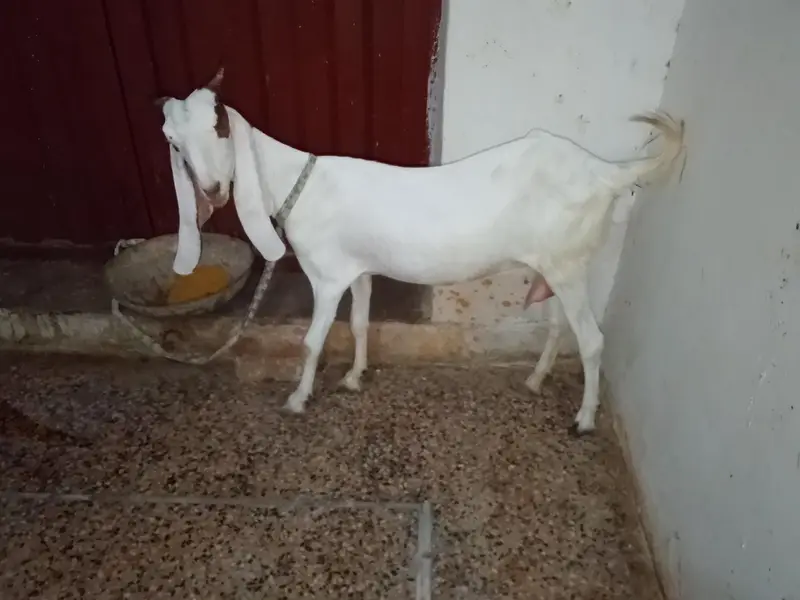 Read full add
