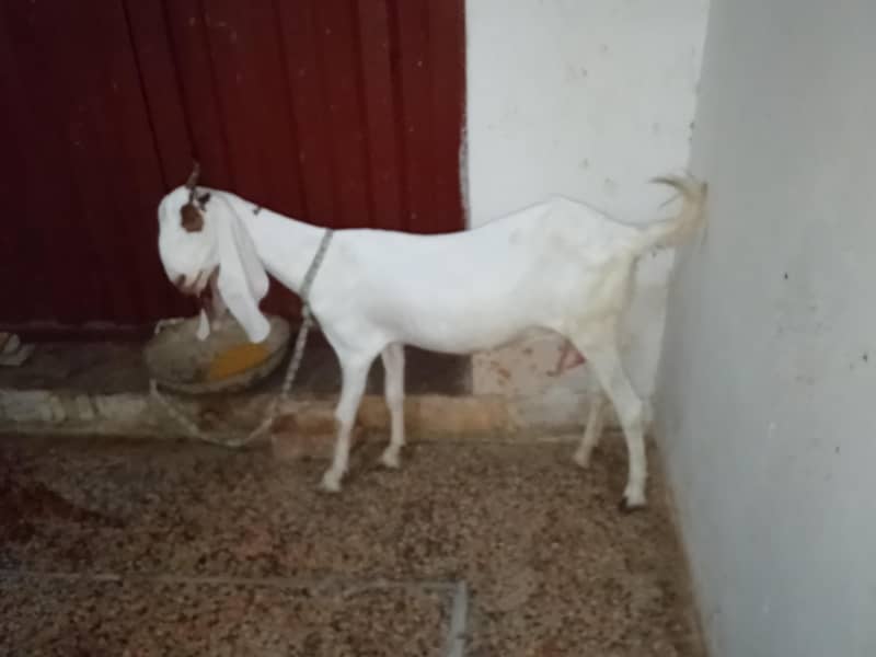 Read full add 1
