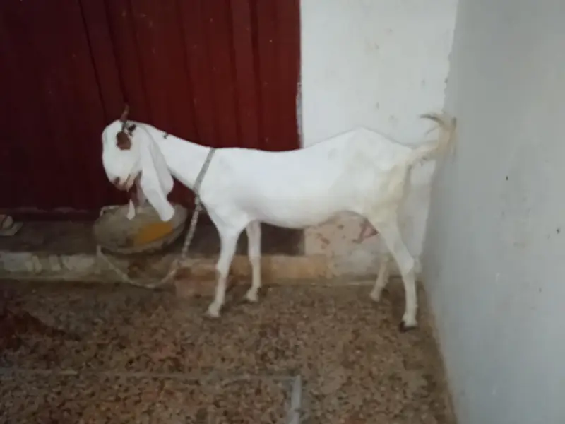Read full add — photo 2