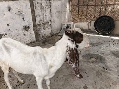 MASHAALLAH HEALTY BAKRI URGENT SELL