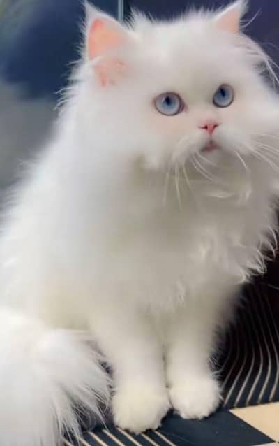Persian cat  triple coat Punch face face WhatsApp number 03091693270