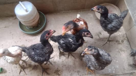 Burmi Pakoye chicks
