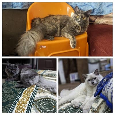 Pair of Persian kittens and adult female cat for sale