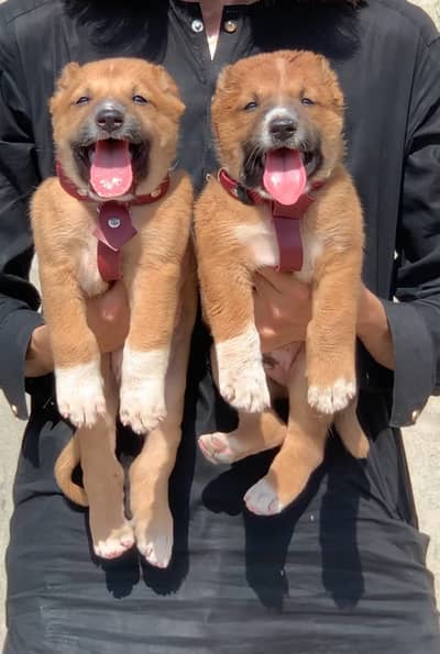 kurdish kangal puppies | kurdish kangal pair | security dog