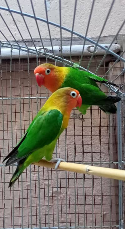 Love birds Fisher Pair & Latino Red Eyes Male & Albino Red Eyes Pair