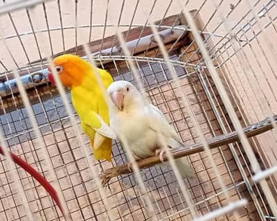 Love Birds Fisher Pair & Latino Red Eyes Pair & Albino Red Eyes Pair.