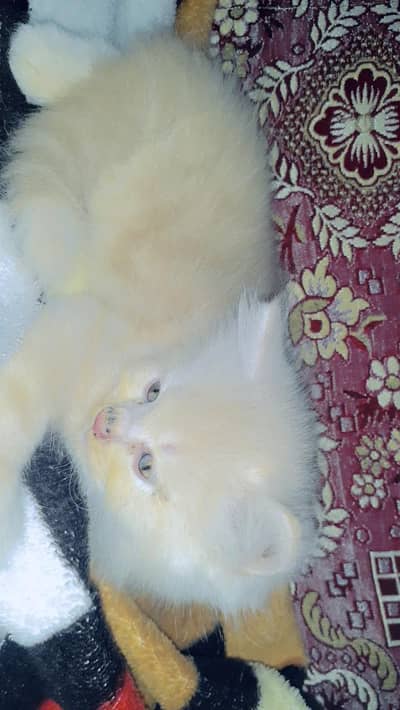 for sale