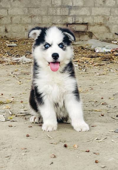 Pedigreed n Microchipped Wooly Coat Siberian Husky