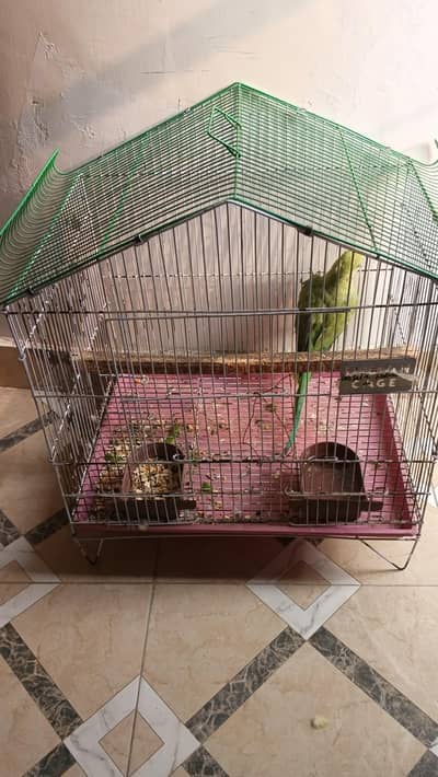 Healthy parrot with cage
